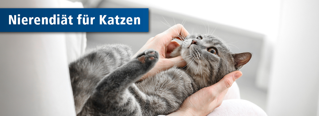 Katze